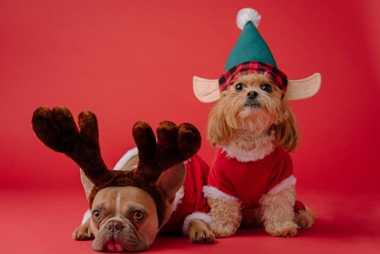 Two dogs dressed in Christmas costumes - one with reindeer antlers and the other with an elf hat. Red background.